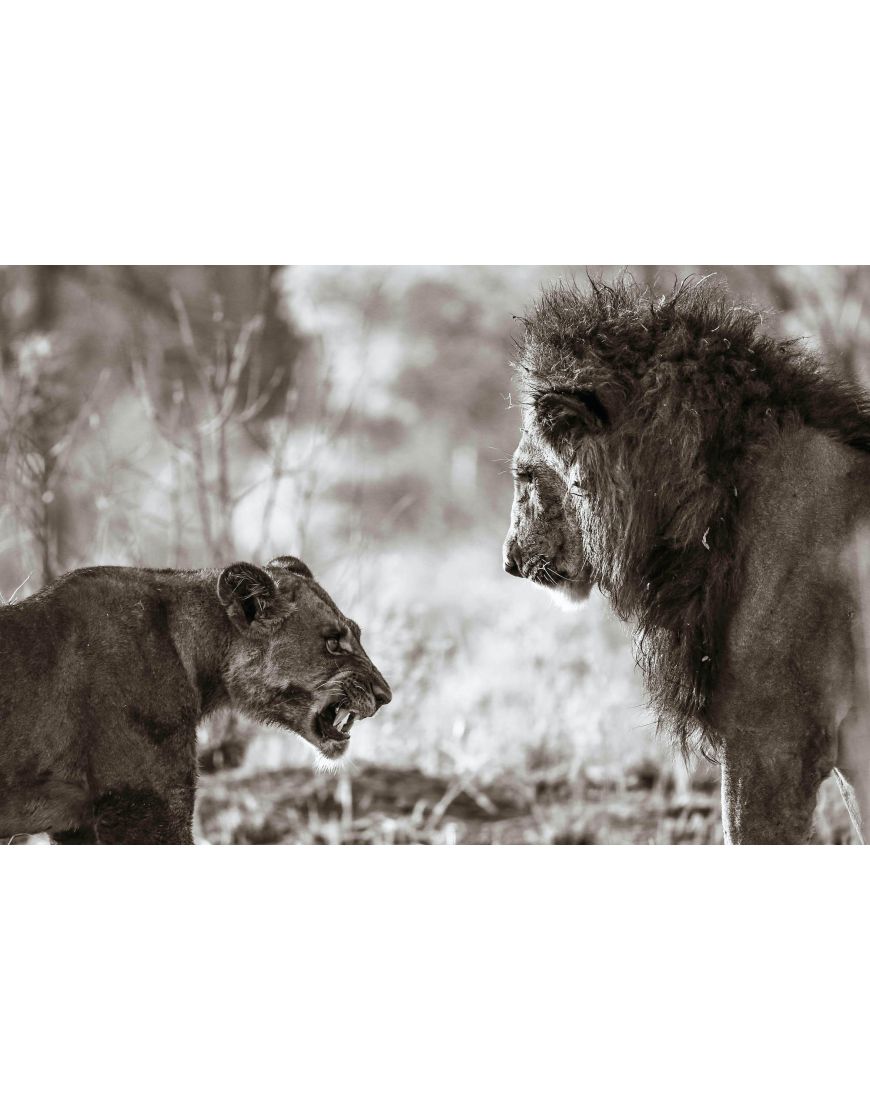 Lions
