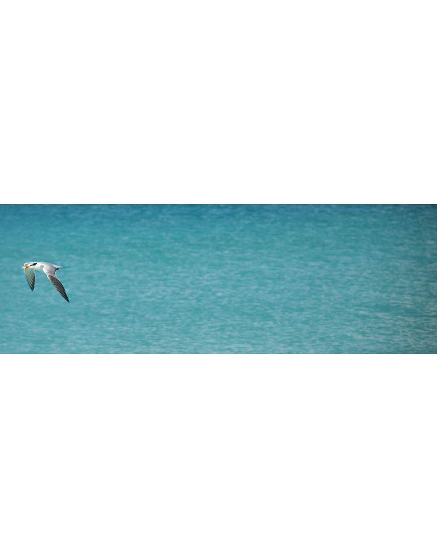 Seagull