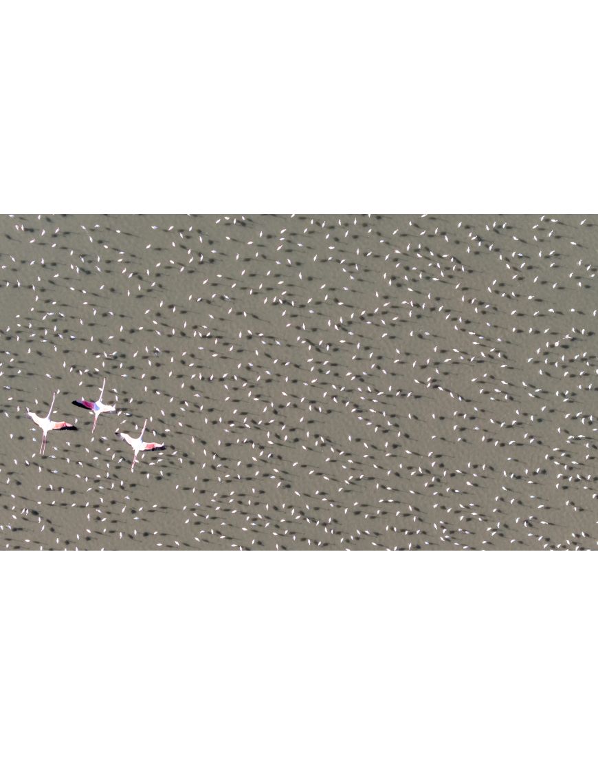 Flamingos