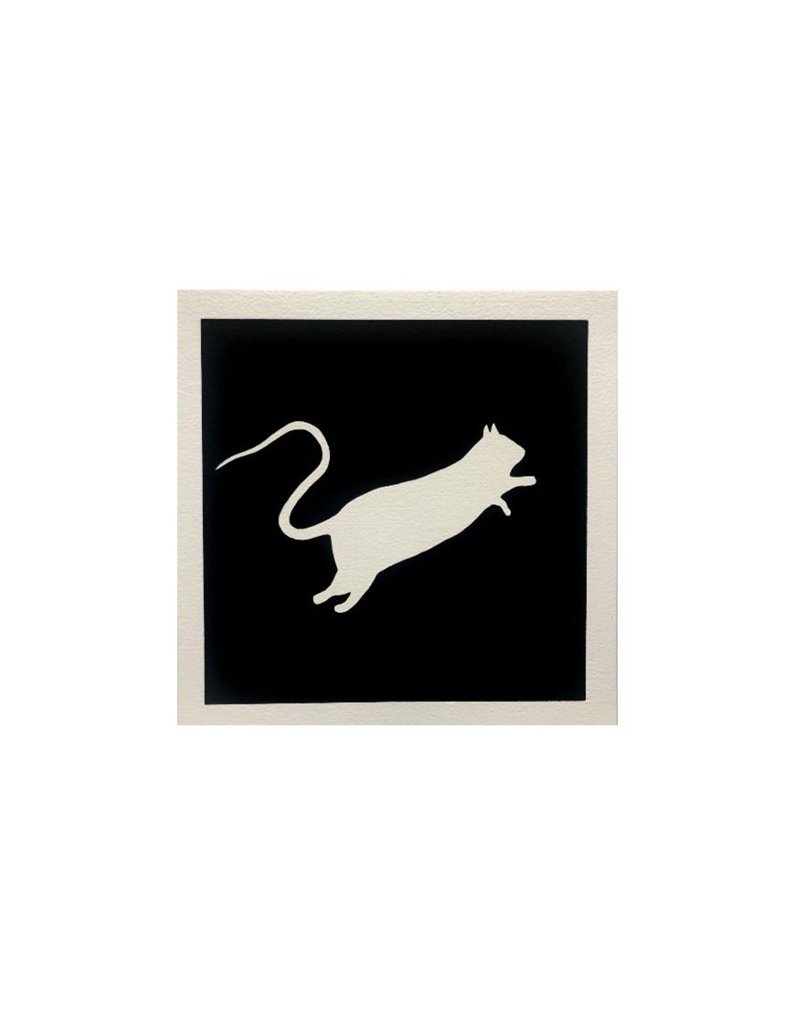 White rat (on black background)