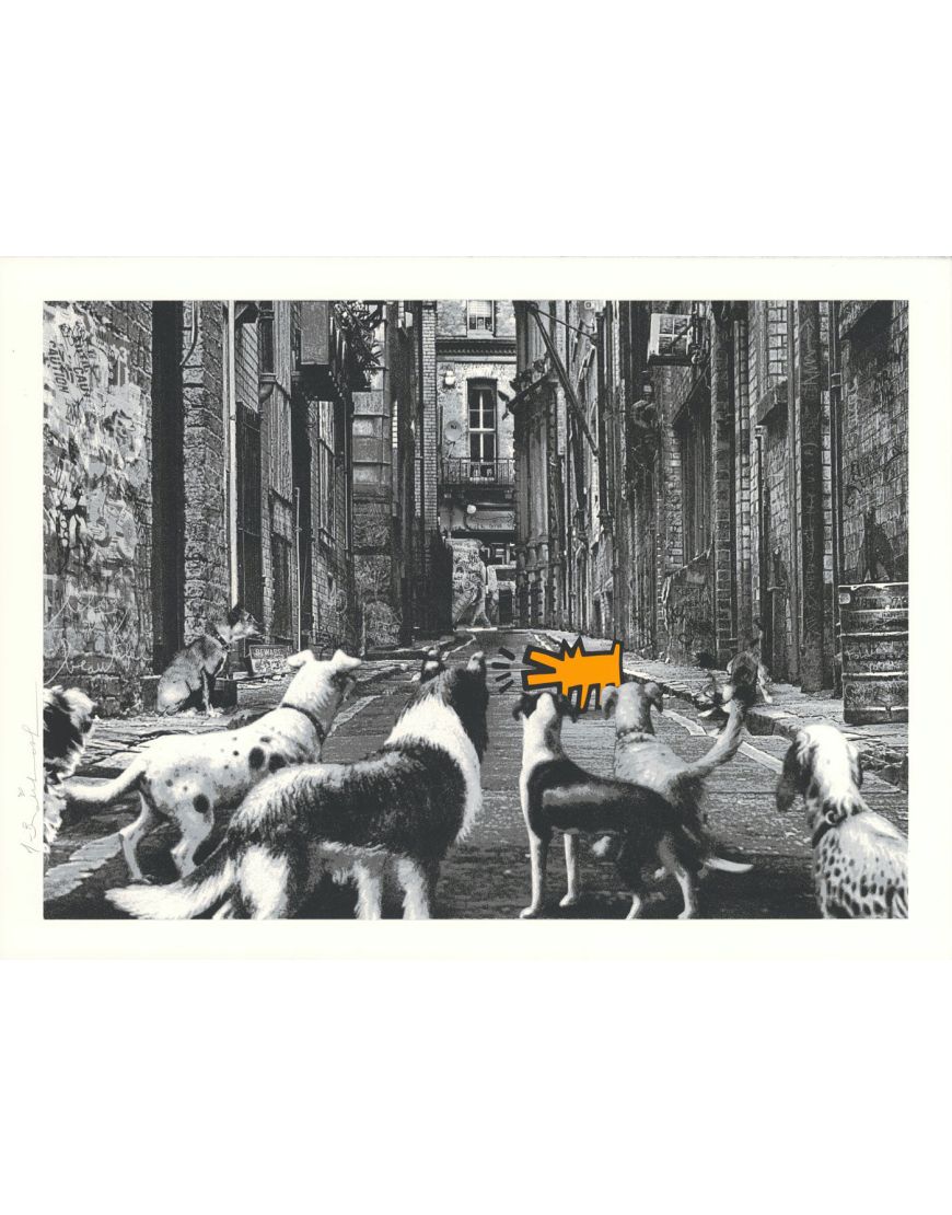 Alley Dogs - Orange