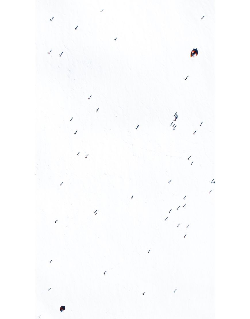 Snow Ants