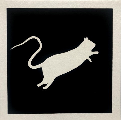 White rat (on black background)