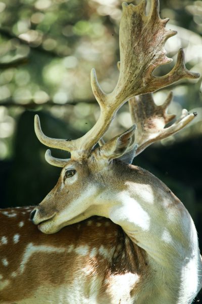 Deer