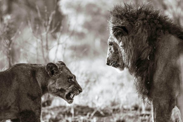 Lions