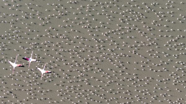 Flamingos
