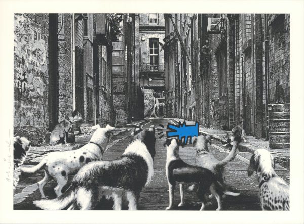 Alley Dogs - Bleu