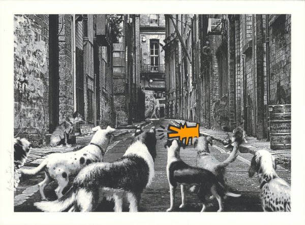 Alley Dogs - Orange