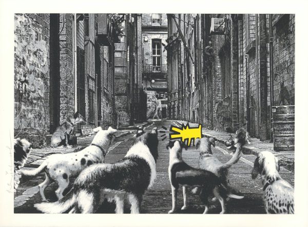 Alley Dogs - Jaune